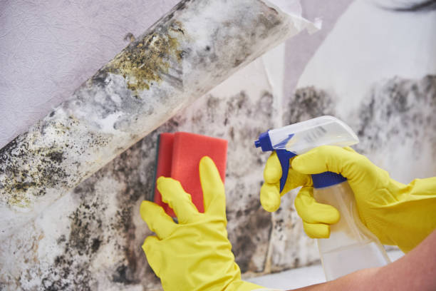 Best Industrial Mold Remediation  in New Carlisle, IN